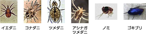 床下の通風が滞るとイメージ画像02